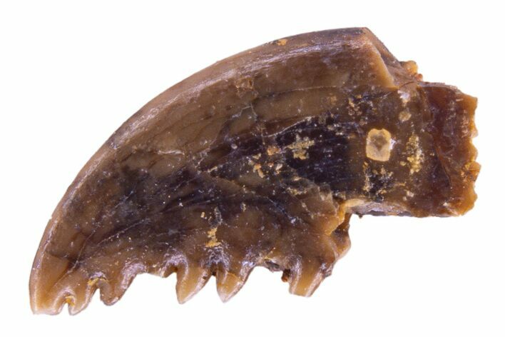 Serrated, Troodontid (Pectinodon) Tooth - Wyoming #323986